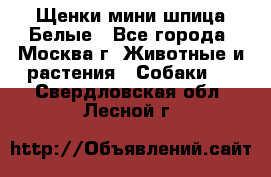 Щенки мини шпица Белые - Все города, Москва г. Животные и растения » Собаки   . Свердловская обл.,Лесной г.